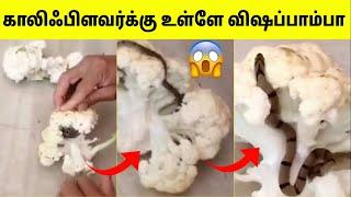 கேமராவில் பதிவான அதிர்ச்சி காட்சிகள்   Unbelievable Moments Caught On Camera  Tamil Amazing Facts