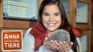 Wie kommt der Igel durch den Winter?  Reportage für Kinder  Anna und die wilden Tiere