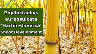 Phyllostachys aureosulcata Harbin-Inversa  Continuing its Spring 2024 Shoot Development