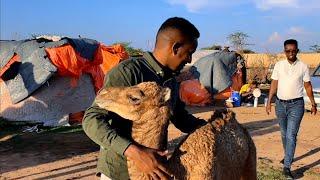 Duleedka hargeisa xolaha kudhaqan muqaal quruxbadan @somaliland