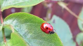 7-spot ladybird