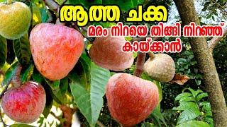 ആത്ത ചക്ക നിറയെ കായ്ക്കാൻCustard AppleAnnona ReticulataCustard Apple MalayalamFarming Videos