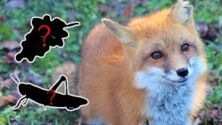 What did they eat?  Ep 1 Red Fox Vulpes vulpes