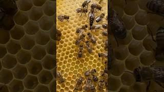 Слежка за маткой #пасекашумного #пчеловодство