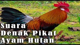 HD Suara Denak Ayam Hutan Jelas dan Nyaring mp3