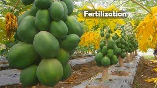 Papaya Production HOW to Apply Fertilizer in Papaya?  Complete Guide