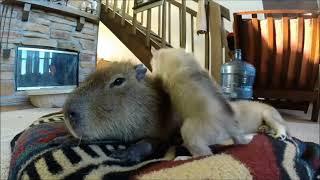 CAPYBARAS TOGETHER WITH OTHER ANIMALS