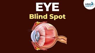 What is the Blind Spot of the Eye?  Physics  Dont Memorise