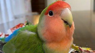 Lovebird Playing With Ball  Cute & Funny Lovebirds  Lovebird Parrot Talking