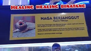 mengenal ikan dan hewan langka di kebumen jawatengah