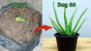 Propagate Aloe Vera Plant Faster  How to grow aloe vera plant