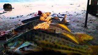 HERMOSA Jornada de PESCA En un Lugar con MUCHO PIQUE Cerramos Con una RICA CENA