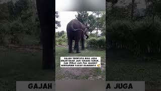 GAJAH MERAPIKAN TAMAN? WOW KOK BISA YA?  #shorts #subscribe #gajah