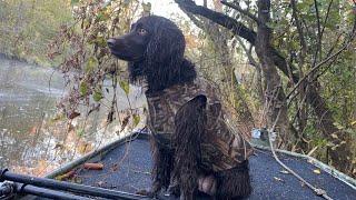 BOYKIN SPANIEL - Should You Get One?