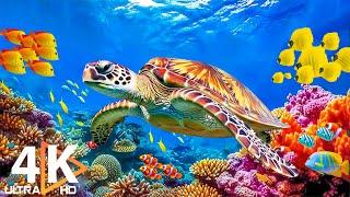 Ocean 4K - Beautiful Coral Reef Fish in Aquarium Sea Animals for Relaxation 4K Video Ultra HD #47