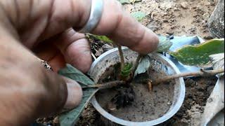 HOW TO MAKE STRAWBERRY PLANTS 