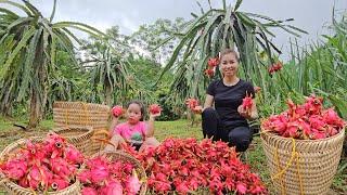 Harvest dragon fruit to sell at the market. new life of a single mother