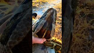 Unique technique to catch python #shorts #animals #python