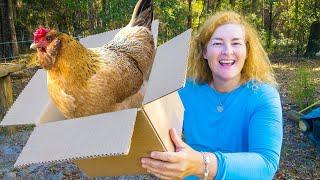 Moving With Chickens