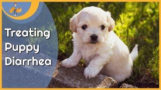 Treating Puppy Diarrhea at Home and when to worry