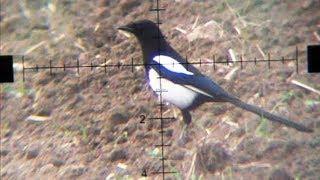 Air Rifle Hunting - Magpies Pest Control video 4 2014