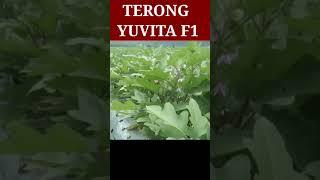 TERONG YUVITA SUBUR SEHAT