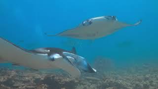 Scuba Diving at Manta Ray Cleaning Station Maldives - Sony A7siii Underwater 4k 60 HDR