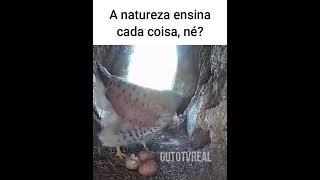 Jenuário comeu os ovos de Betânia e se deu mal   #funnymemes #animaisdublados #memes #comediaanimal