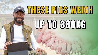 STARTING PIG FARMING IN AFRICA First Things To Know
