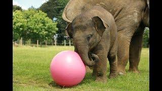 Baby elephant enjoys 1st birthday kickabout