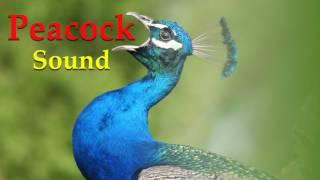 peacock sound - sound of peacock bird