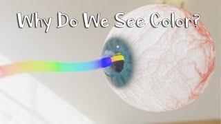 Why Do We See Colors?