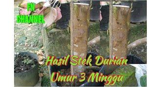 Hasil Stek Durian Batang Besar Umur 3 Minggu Udah Banyak Tunasnya