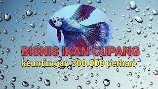 IKAN CUPANG TERMAHAL 2022 di Indonesia