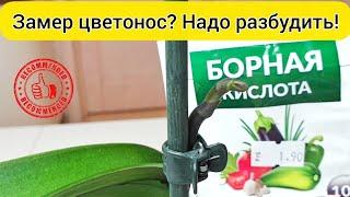 ЦВЕТОНОС орхидеи ПЕРЕСТАЛ РАСТИ РАЗБУДИТЬ цветоносы орхидеи БОРНАЯ кислота для цветения орхидей