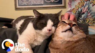 Terrified Spicy Foster Cat Learns To Love  The Dodo