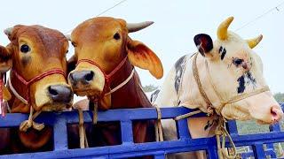 cow unloading cow videos cow video animal big cow goru hamba cow Ep-36