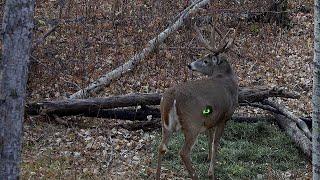 Big Saskatchewan 8 point buck - dead in 8 Seconds