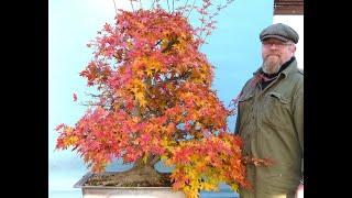 Japanese Maple Bonsai Autumn Pruning by Graham Potter