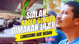 SIALANKacer 60JUTA Gue DIMAKAN ULAR