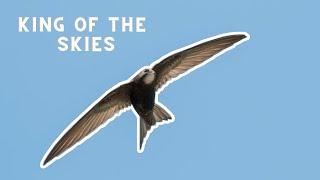 Common swift is a bird that sleeps eats and drinks during its flight