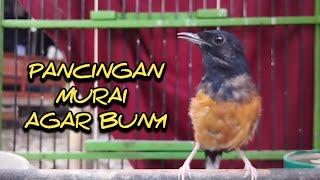 murai batu betina gacor ampuh untuk pancingan murai lain agar bunyi   #shama #Muraibatu #choelua