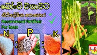 පදුරු හා වැල් බෝංචි සදහා නිර්දේශ පොහොර  Recommend fertilizer For bean #farming #bonchi