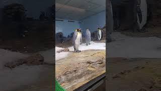 Lihat Pinguin Lucu di X Park Taoyuan Taiwan #shorts