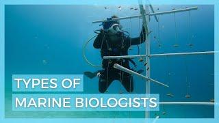 5 Types of Marine Biologists  Careers in Marine Biology