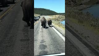 More King And Queen Of The Road #bison #wildlife #yellowstone