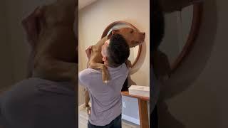 How I send dad off to work. #dog #cutedog #shortsvideo #dogdad