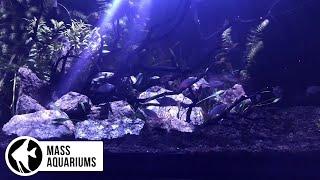 PLANTED AQUARIUM with a SALTWATER LIGHT Growing plants with the KESSIL a360X TUNA BLUE