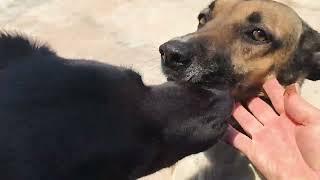 Tirei  mamão  é  vou   correr  com   as  minhas cachorras