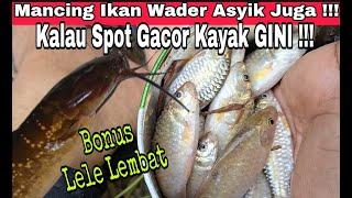 Mancing Wader Super Gacor dapat Bonus Lembat  Mancing Ikan Wader di kebun Sawit Kalimantan